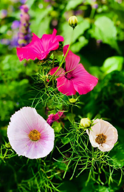Chętnie wykonam zdjęcia, fotografia, sesje zdjęciowe