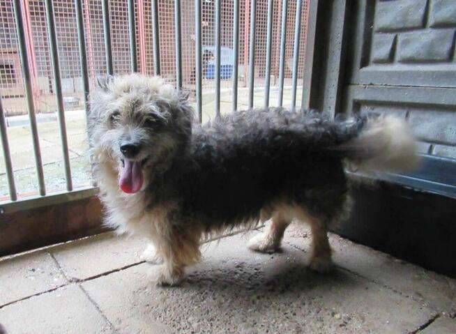 Nieśmiały, uroczy LOCZEK szuka domu !! Do adopcji !!