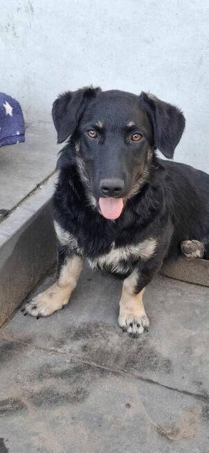 9 miesięczna Pępula, łągodna i kochana sunia!