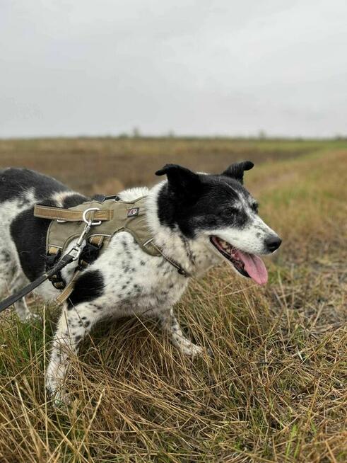 Porzucona, przestraszona BONA szuka kochającego domu !!