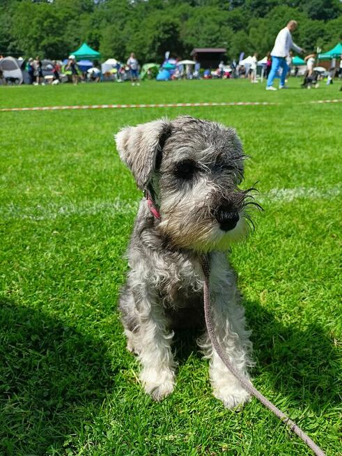 Sznaucer Miniaturowy ZKwP/FCI