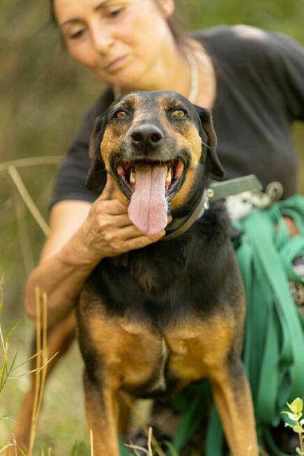 Pogodny, spokojny NADIR w typie gończego szuka domu !!