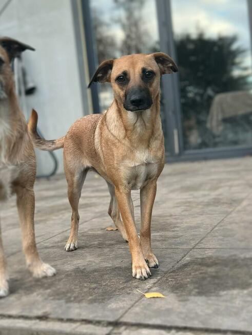 Dusia - filigranowa, kochana, fantastyczna sunia!