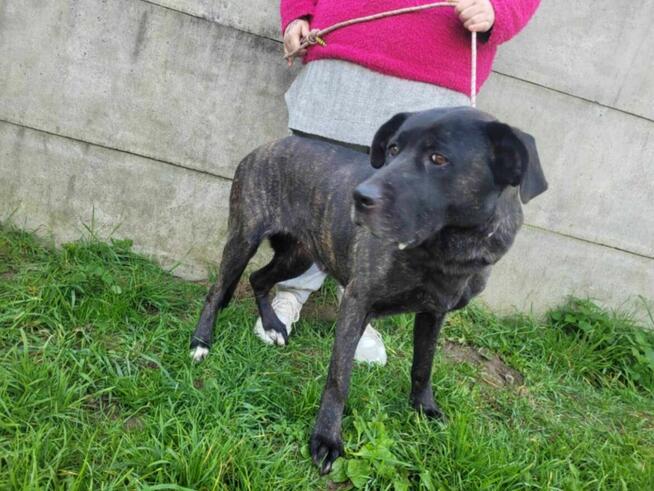 Piękna, spokojna FIBI szuka domu !! Do adopcji !!