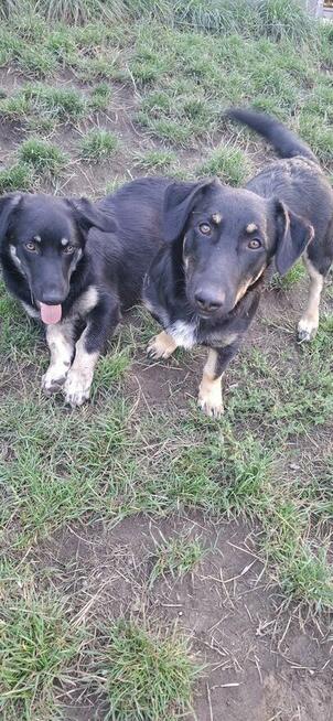 Krecik – niskopodłogowy szczeniak szuka domu!