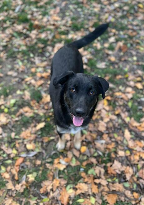 10 miesięczny Majlo - wesoły, przyjazny szczeniak!