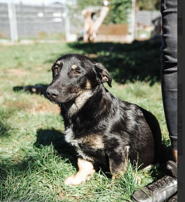 Krecik – niskopodłogowy szczeniak szuka domu!