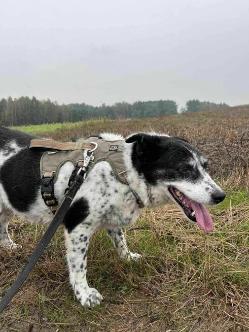 Zagubiona, przestraszona BONA szuka kochającego domu !!
