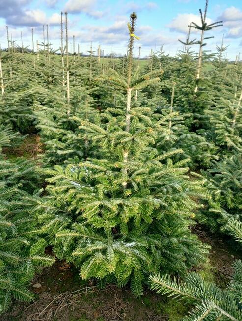Choinki Jodła Kaukaska 180–300 cm– Hurt- z własnej plantacji