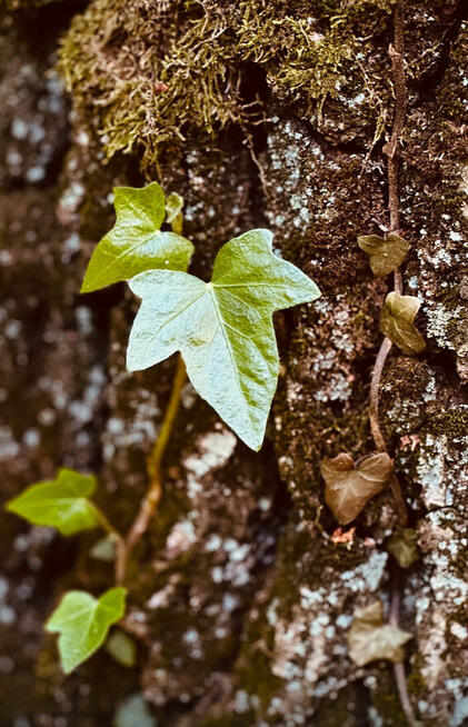 Chętnie wykonam zdjęcia, fotografia, sesje zdjęciowe