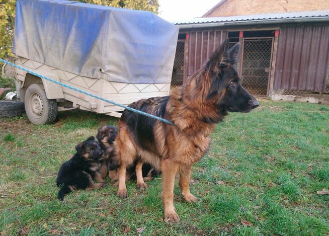 Owczarki niemieckie- szczenięta