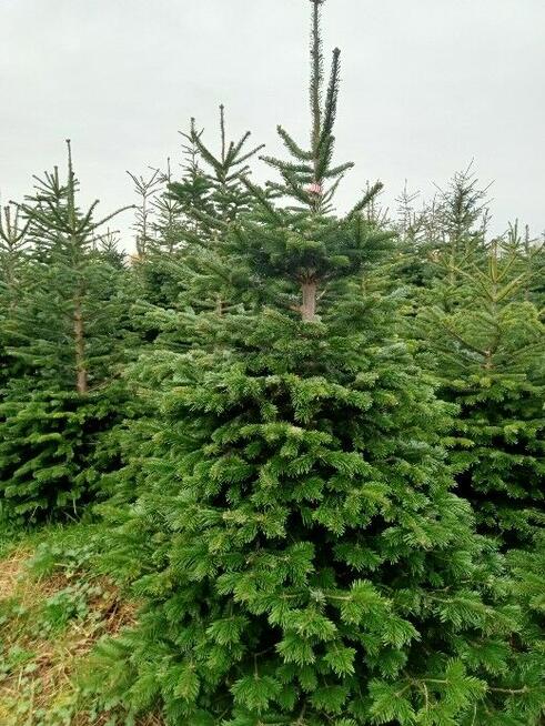 Choinki Jodła Kaukaska 180–300 cm– Hurt- z własnej plantacji