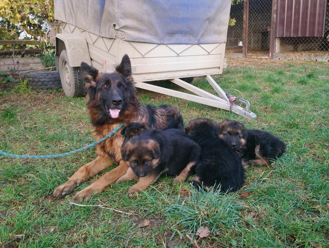 Owczarki niemieckie- szczenięta
