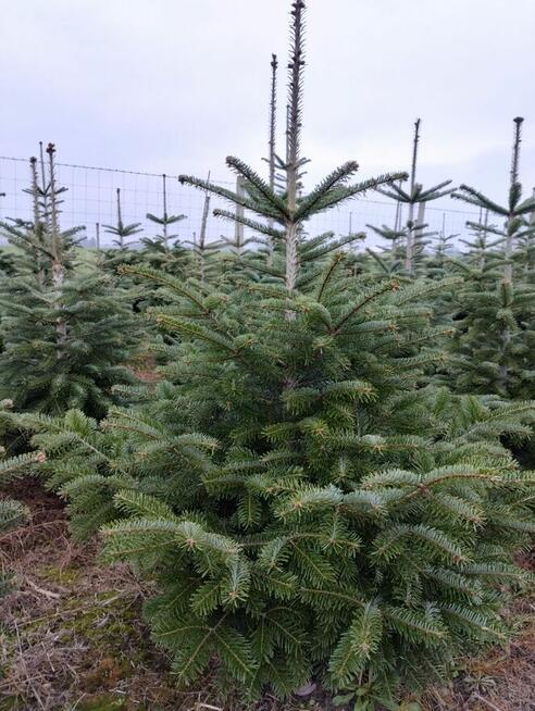 Choinki Jodła Kaukaska 180–300 cm– Hurt- z własnej plantacji