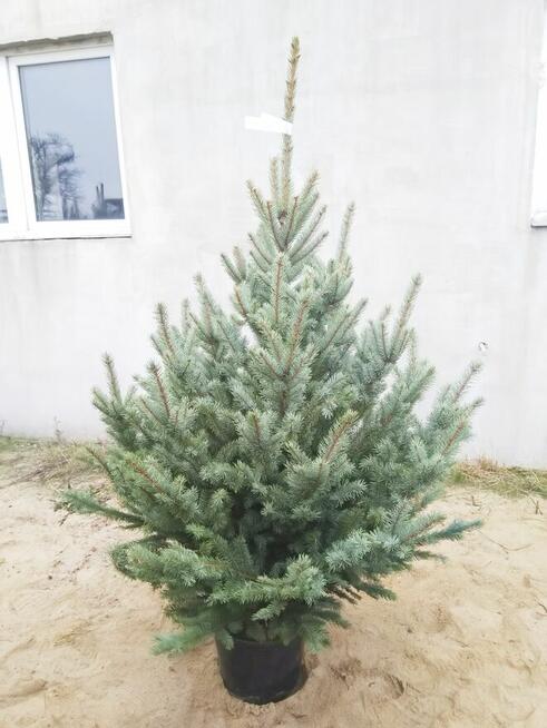 Choinki Jodła Kaukaska 180–300 cm– Hurt- z własnej plantacji