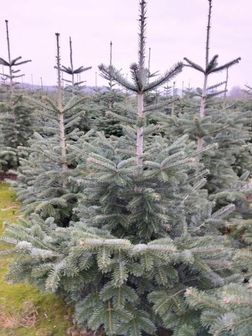 Choinki Jodła Kaukaska 180–300 cm– Hurt- z własnej plantacji