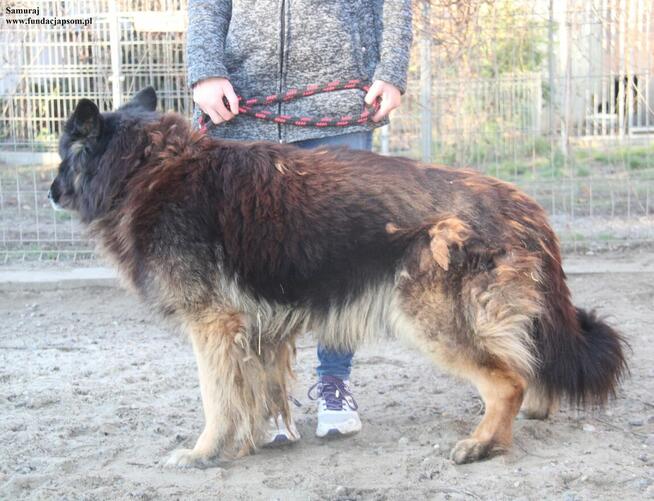 Samuraj sporych rozmiarów spokojny pies