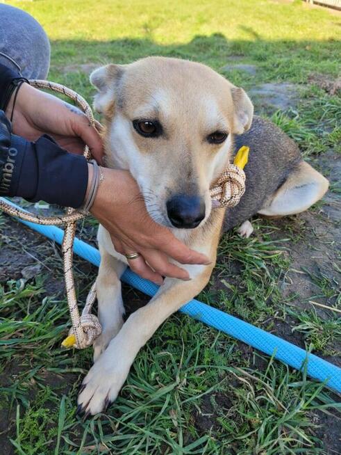 Delikatna, łagodna BRITA szuka kochającego domu !!