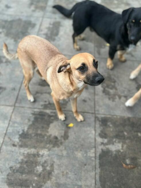 Dusia - filigranowa, kochana, fantastyczna sunia!