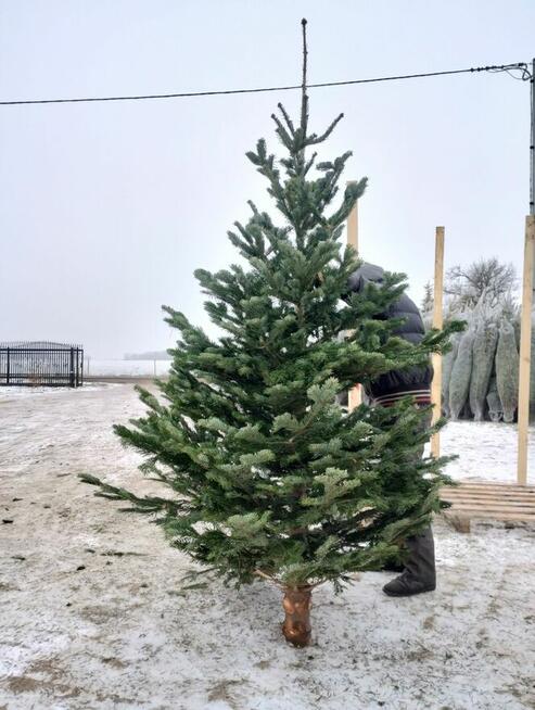 Choinki Jodła Kaukaska 180–300 cm– Hurt- z własnej plantacji