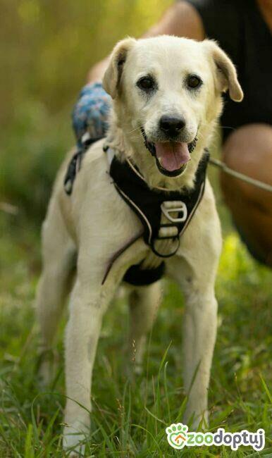 BORYSEK - kochany psiak szuka domu na jesień życia