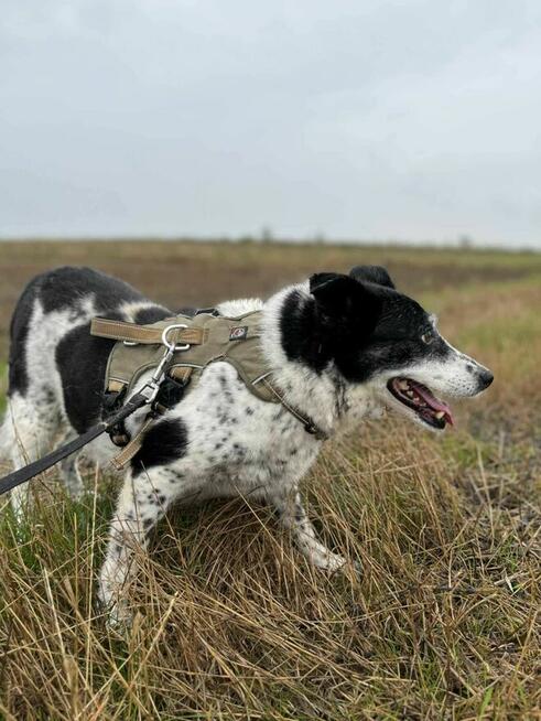 Zagubiona, przestraszona BONA szuka kochającego domu !!