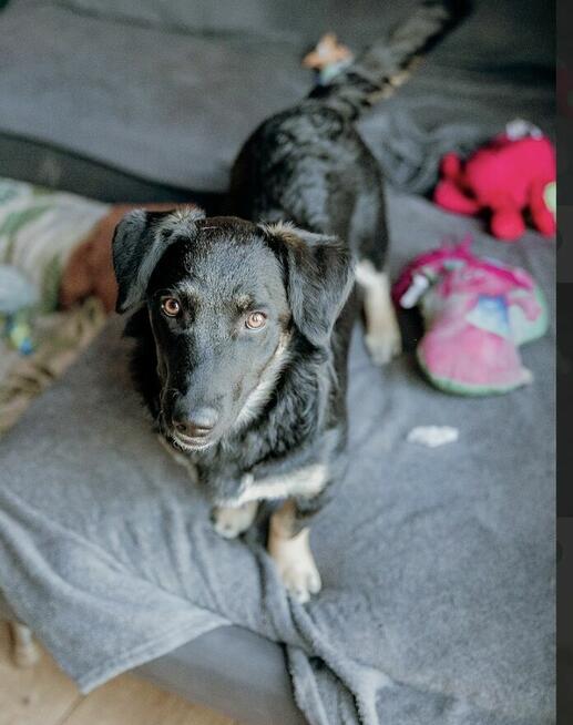 9 miesięczna Pępula, łągodna i kochana sunia!