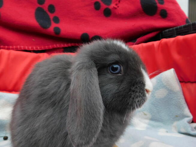 Niebieskie i beżowe baranki mini lop samiczki