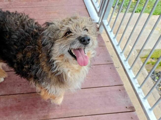 Niewielki, uroczy LOCZEK szuka domu !! Do adopcji !!