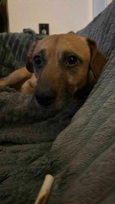 Porzucony, cudny MISIO pilnie szuka domu !! Do adopcji !!