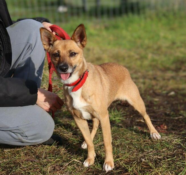 Energiczna mikropsinka Bella