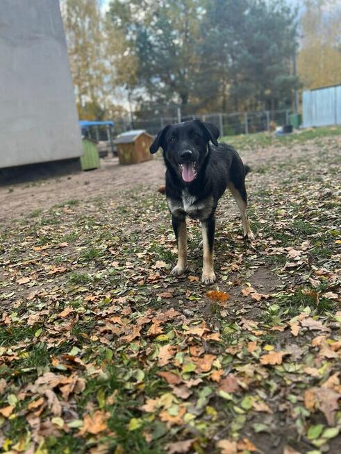10 miesięczny Majlo - wesoły, przyjazny szczeniak!
