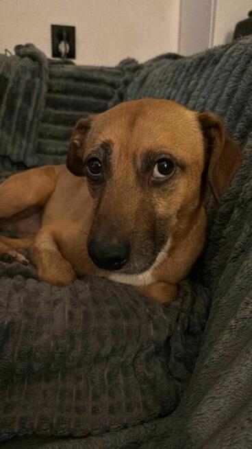 Porzucony, cudny MISIO pilnie szuka domu !! Do adopcji !!