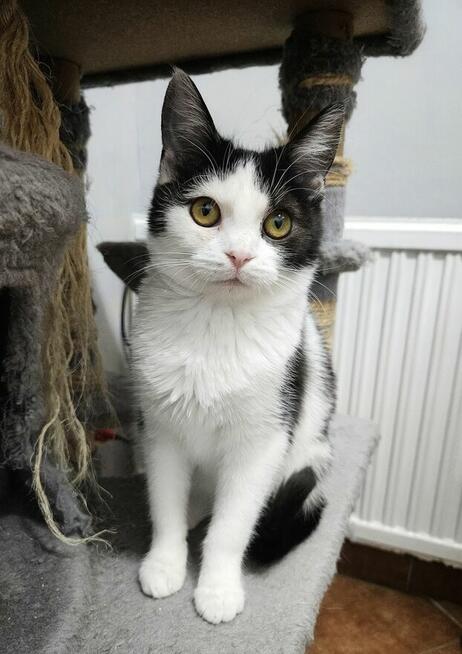 5-miesięczna kotka Szaza