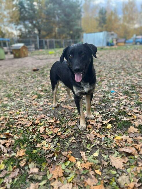 10 miesięczny Majlo - wesoły, przyjazny szczeniak!