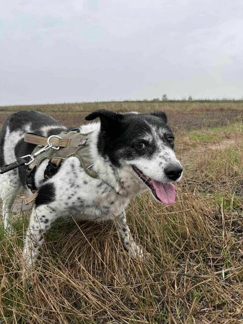 Porzucona, przestraszona BONA szuka kochającego domu !!