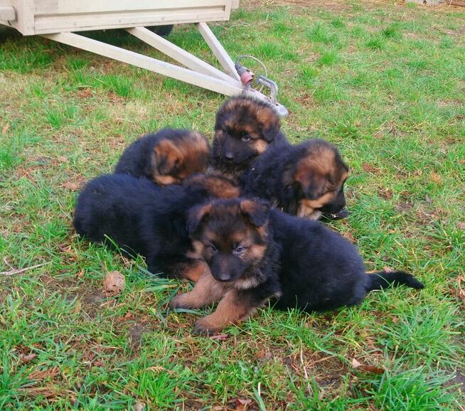 Owczarki niemieckie- szczenięta