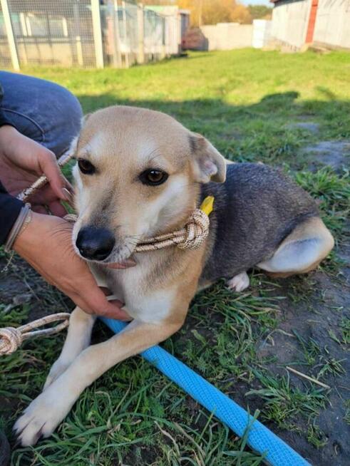 Delikatna, łagodna BRITA szuka kochającego domu !!