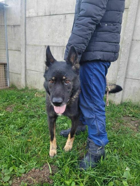 Dobry, wrażliwy HOMER w typie owczarka szuka domu !!