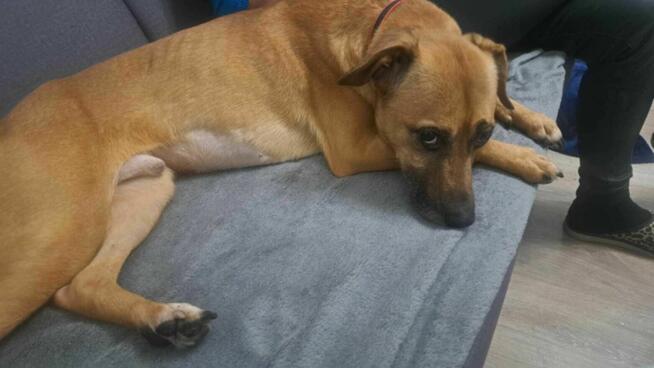 Porzucony, cudny MISIO pilnie szuka domu !! Do adopcji !!