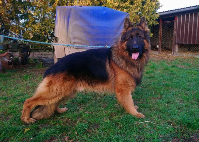 Owczarki niemieckie- szczenięta