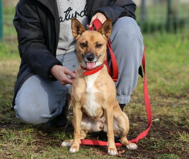 Energiczna mikropsinka Bella