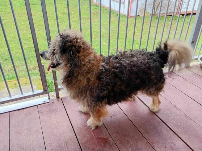 Niewielki, uroczy LOCZEK szuka domu !! Do adopcji !!