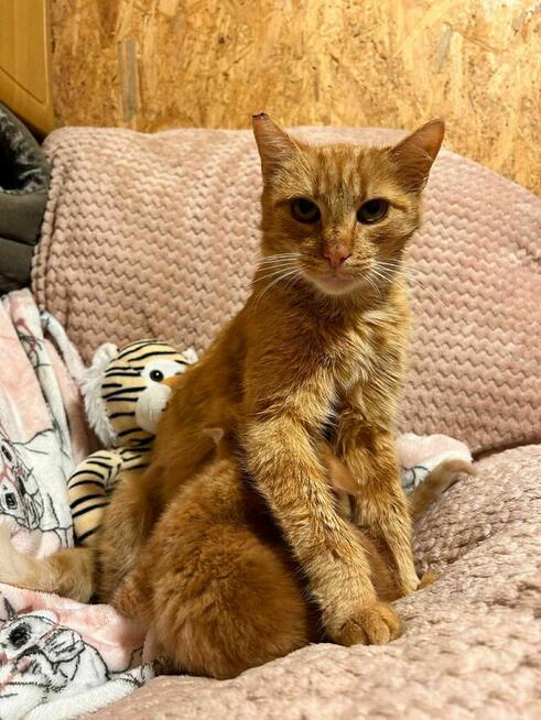 Ruda Dziewczynka do pokochania