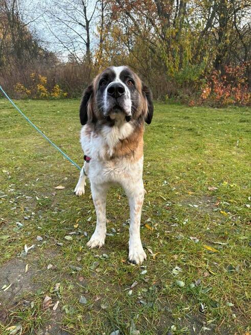 Malinka suczka do adopcji Schronisko Sokołów Podl.