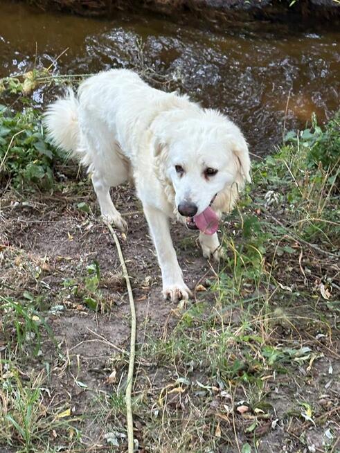 Bella suczka do adopcji Schronisko Sokołów Podlaskie