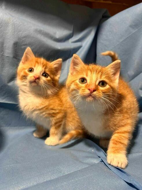 Biszkoptowy dwupak do adopcji