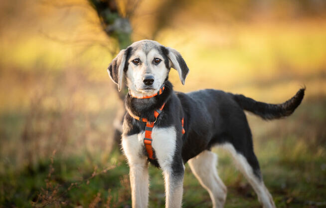6 miesięczna Milka SZCZENIAK szuka domu!