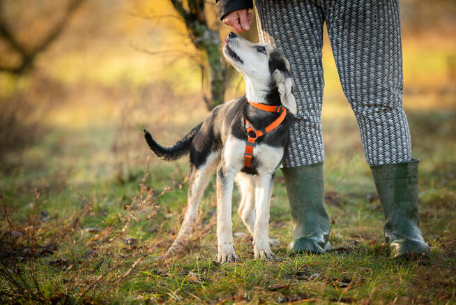 6 miesięczna Milka SZCZENIAK szuka domu!