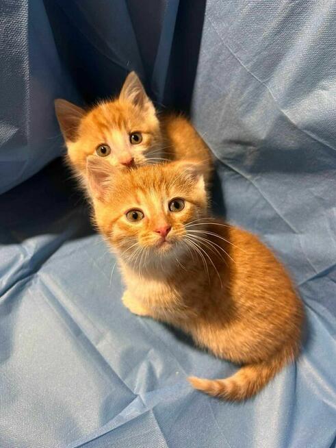 Biszkoptowy dwupak do adopcji